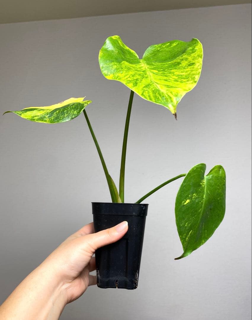 【これは本物です✨】モンステラ　イエローマリリン　黄斑　オーレア　希少　人気‼️