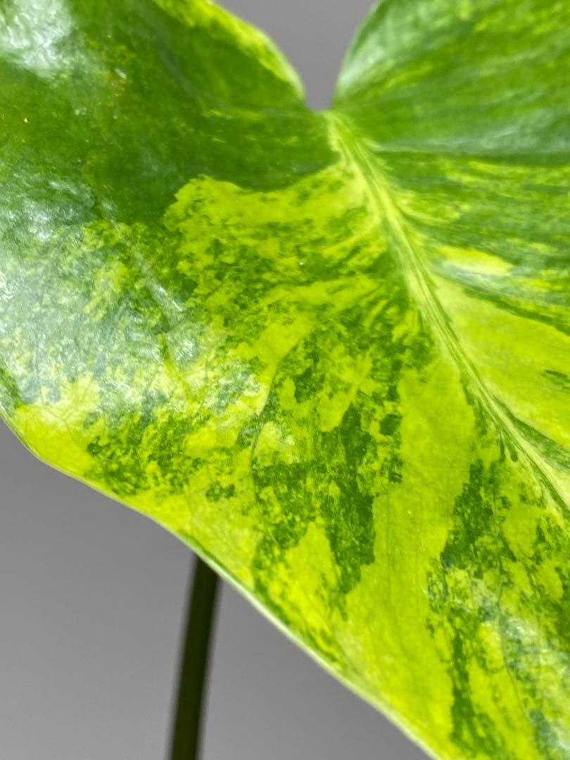 【これは本物です✨】モンステラ　イエローマリリン　黄斑　オーレア　希少　人気‼️