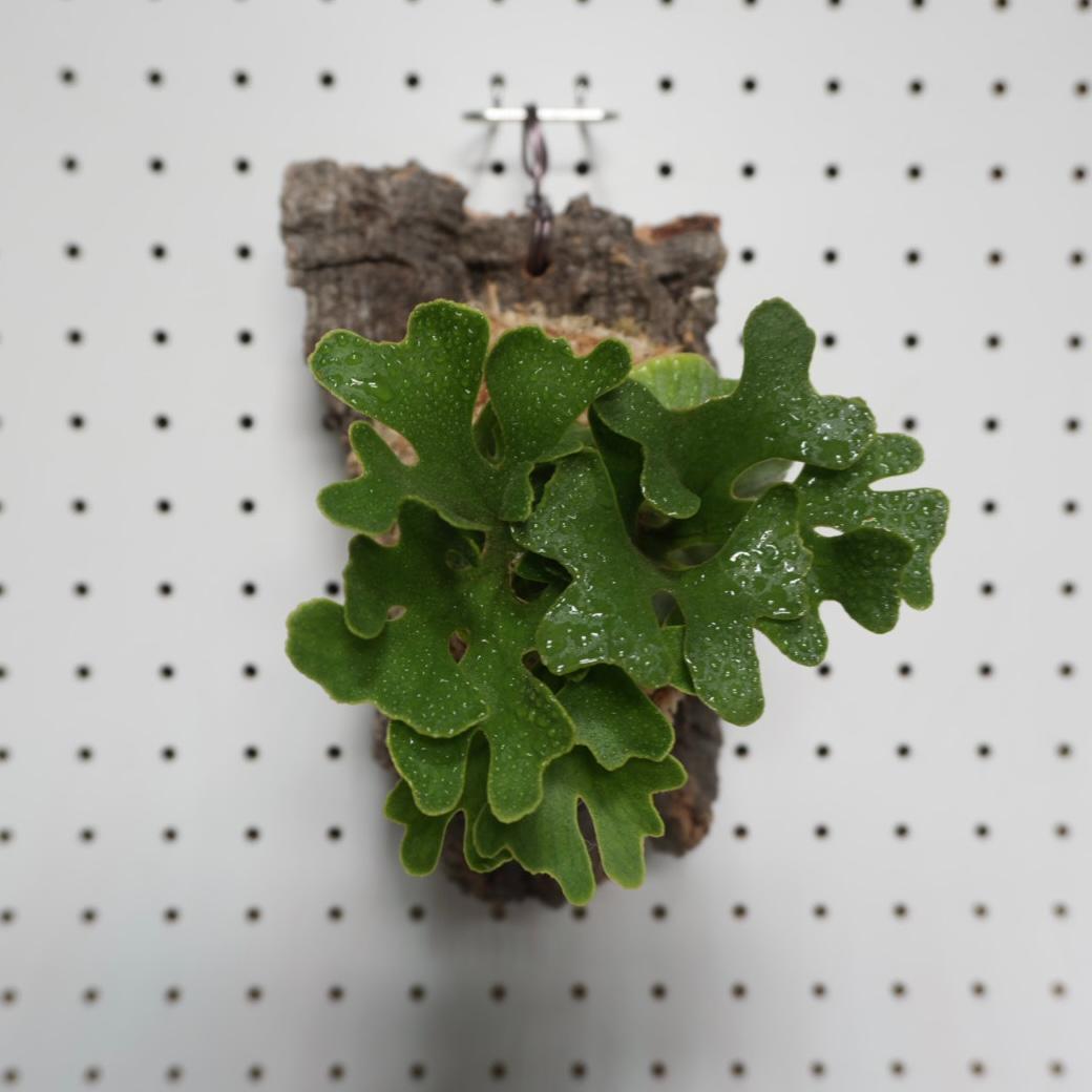 ビカクシダ リドレイ ドワーフ シルバー 小株　R-5