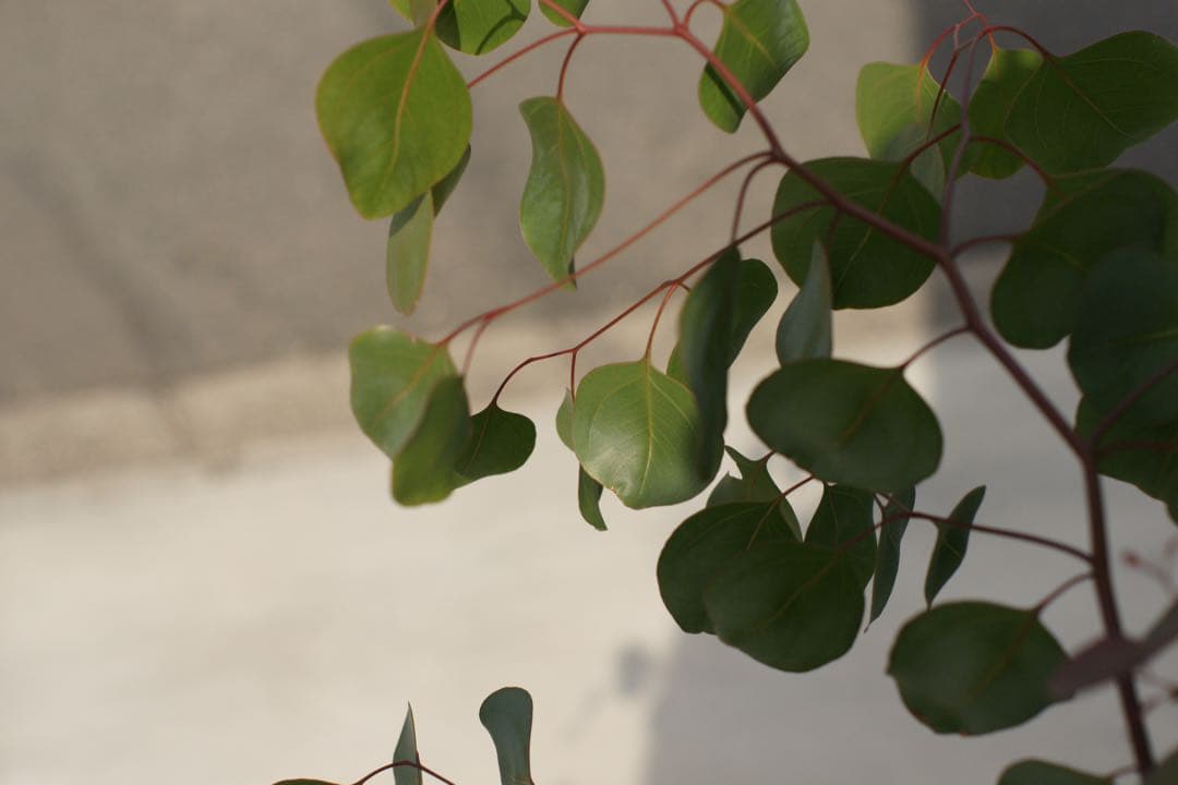 SONY α700 デジタル一眼 m42 アサヒタクマー　50ミリ1:1.4