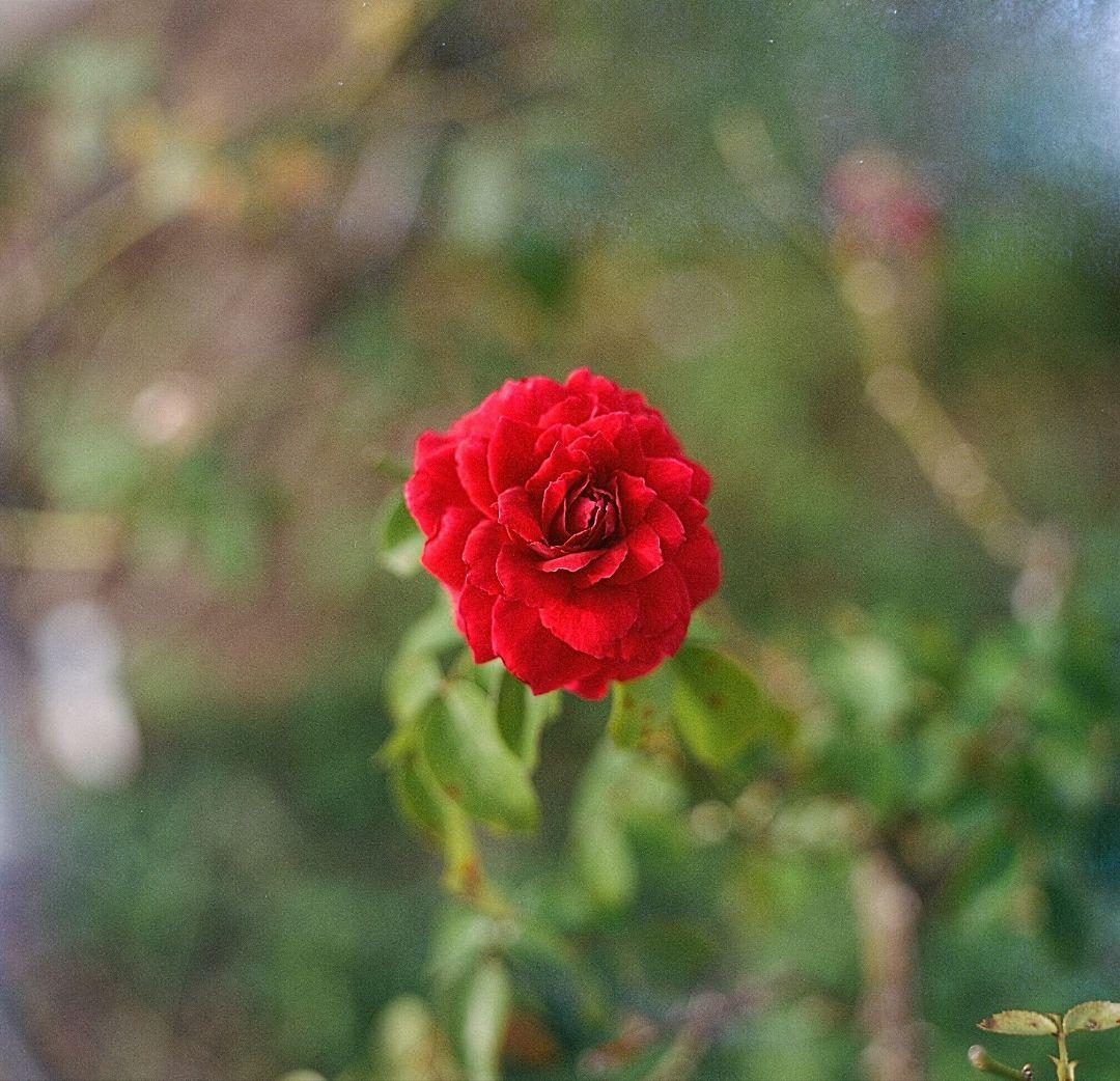 ※希少美品※ 値下げ中　Kodak Ektar 80mm f2.8