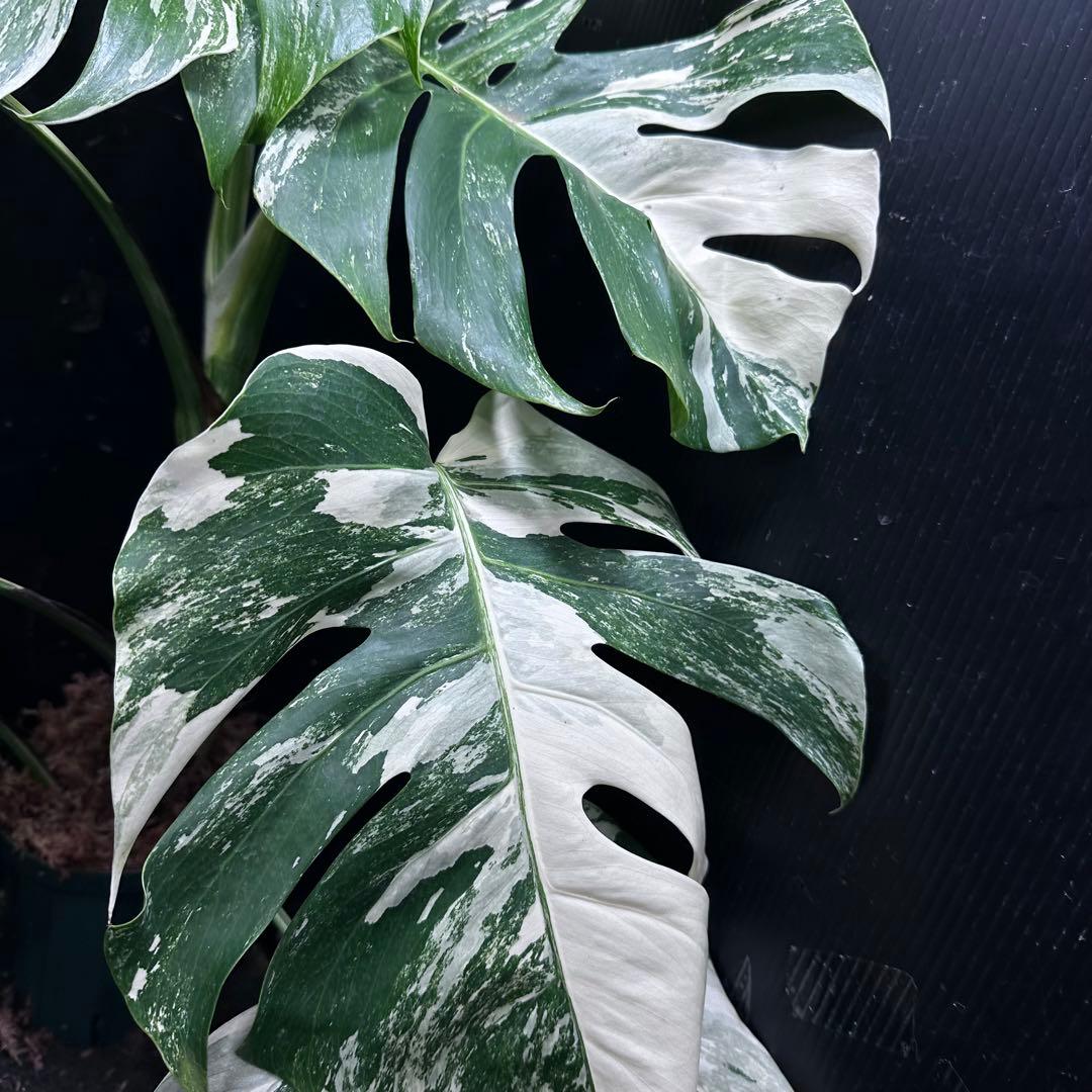 み*え様 斑入りモンステラ ホワイトタイガー極美大株69cm白斑多