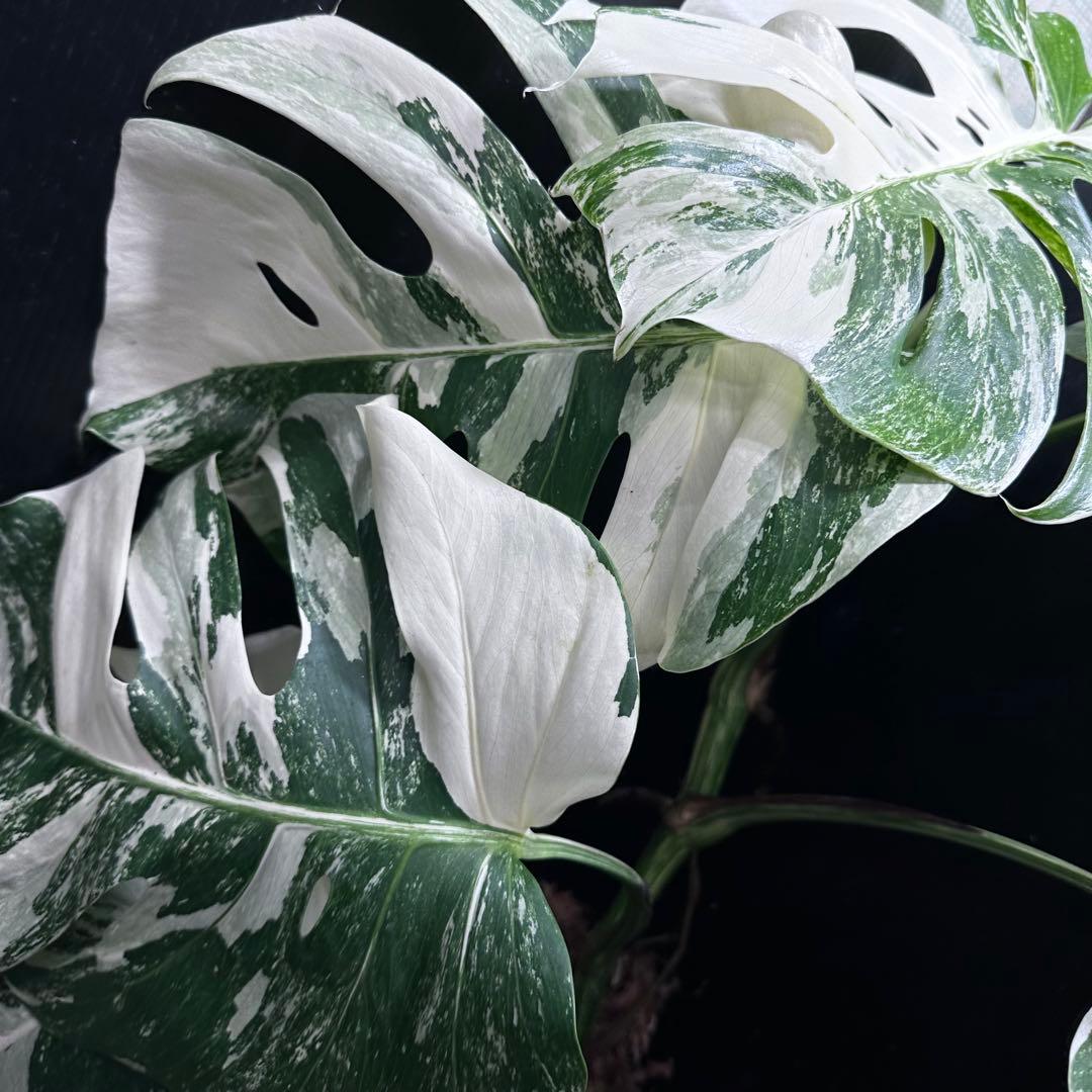 み*え様 斑入りモンステラ ホワイトタイガー極美大株69cm白斑多