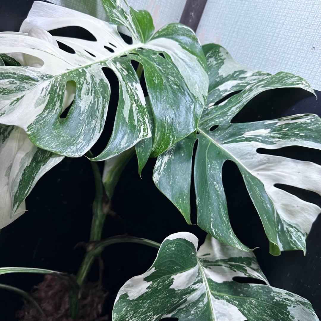 み*え様 斑入りモンステラ ホワイトタイガー極美大株69cm白斑多