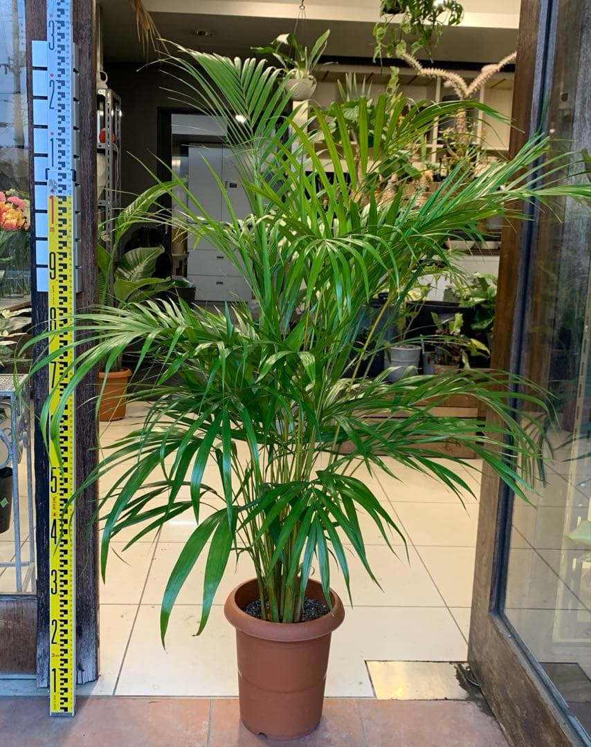 アレカヤシ 8号