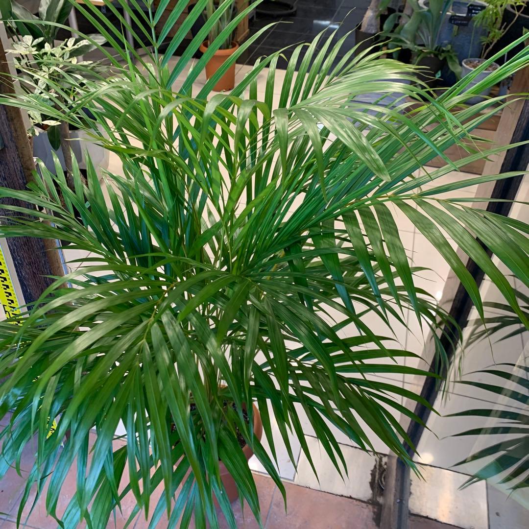 アレカヤシ 8号