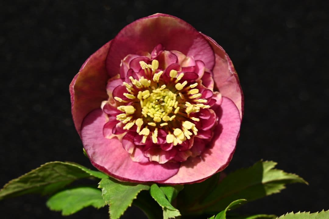 クリスマスローズ　認定毬姫モーリーsd多弁レッド　加藤農園