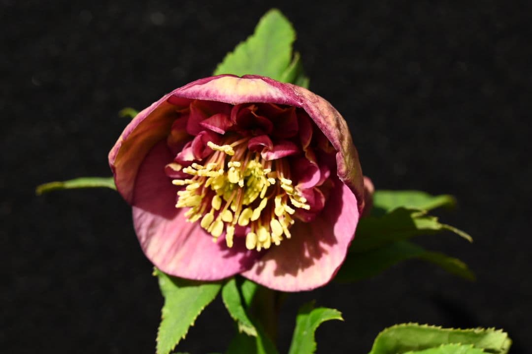 クリスマスローズ　認定毬姫モーリーsd多弁レッド　加藤農園