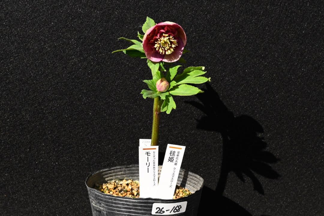 クリスマスローズ　認定毬姫モーリーsd多弁レッド　加藤農園