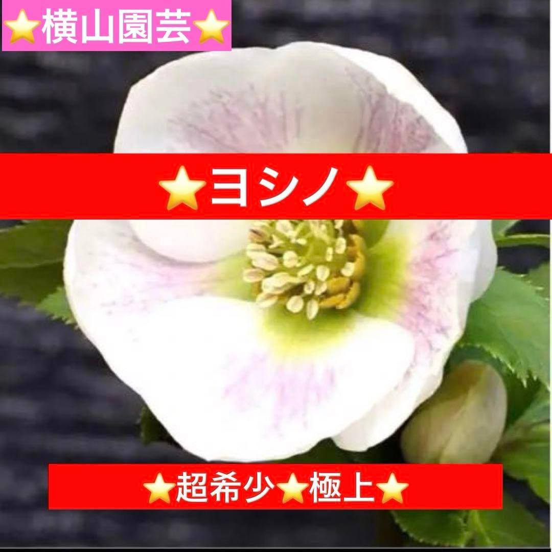 も*も様 ⭐️超希少⭐️極上⭐️3349⭐️ヨシノ⭐️横山園芸⭐️