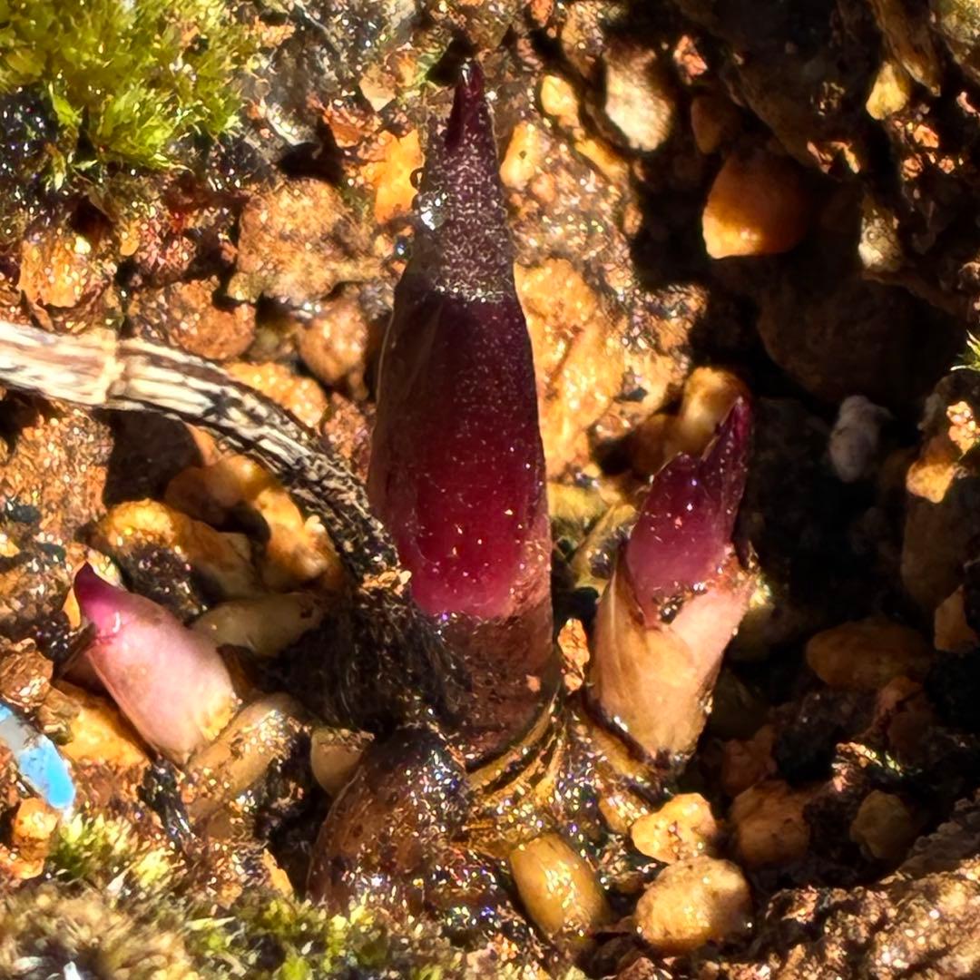 も*も様 ⭐️超希少⭐️極上⭐️3349⭐️ヨシノ⭐️横山園芸⭐️
