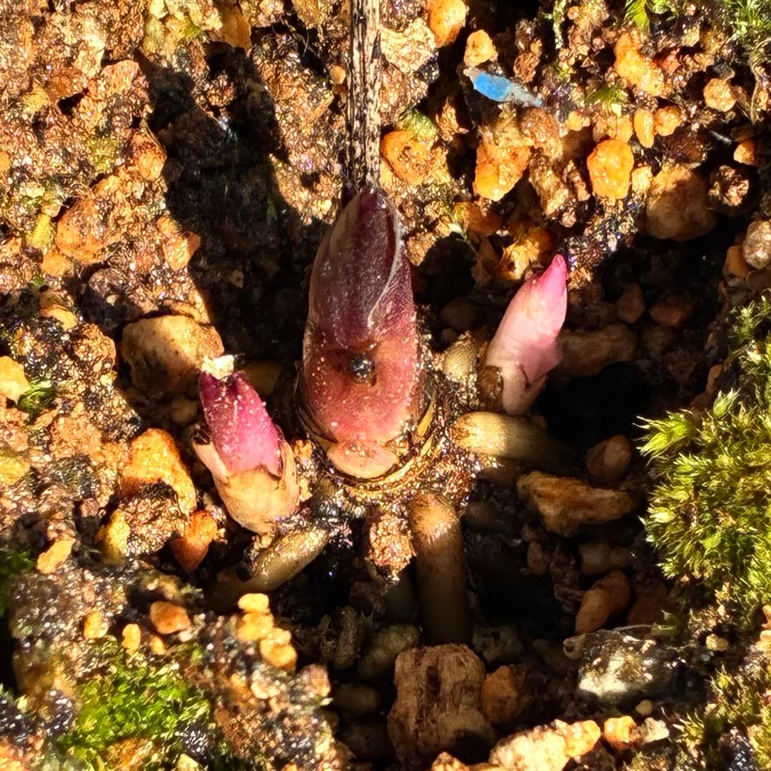 も*も様 ⭐️超希少⭐️極上⭐️3349⭐️ヨシノ⭐️横山園芸⭐️