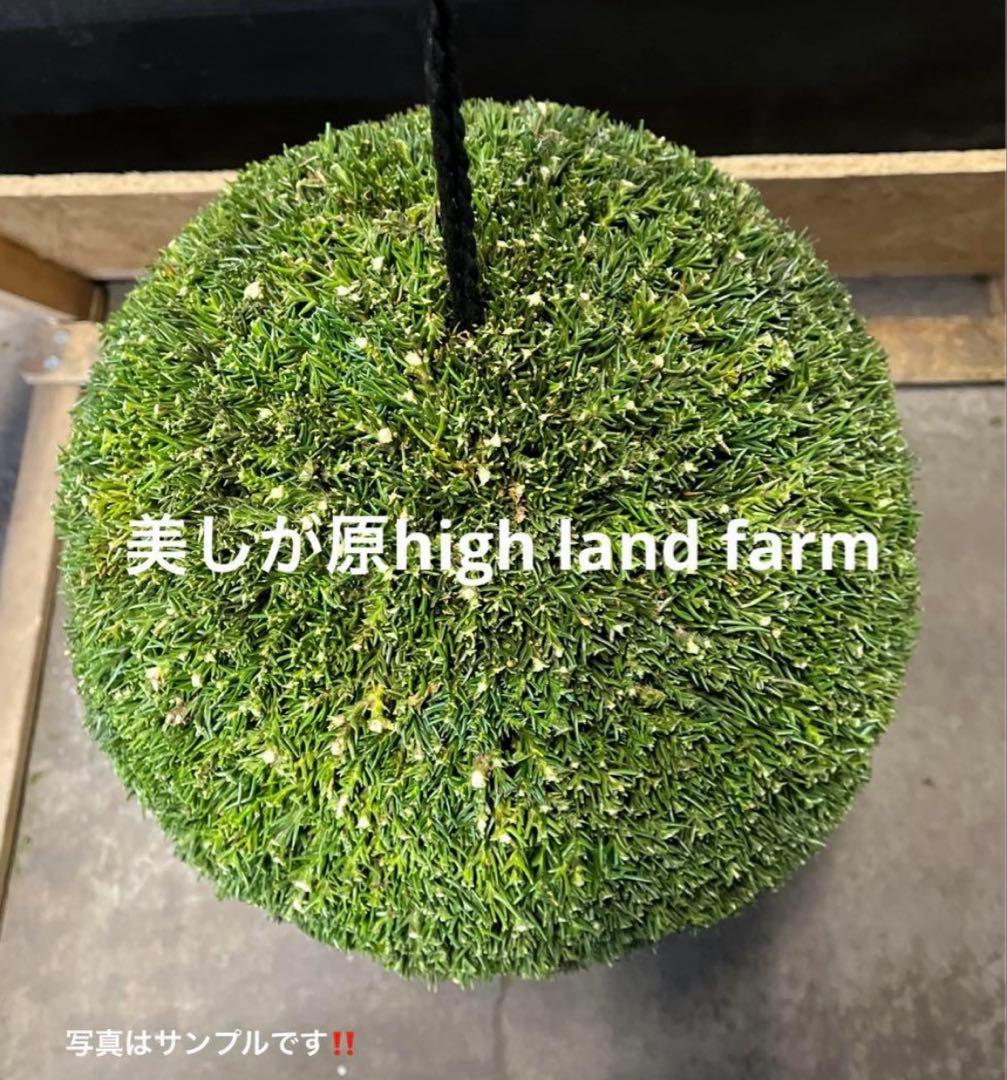 杉玉　約45センチ ワイヤーで‼️お客様ご注文品♪