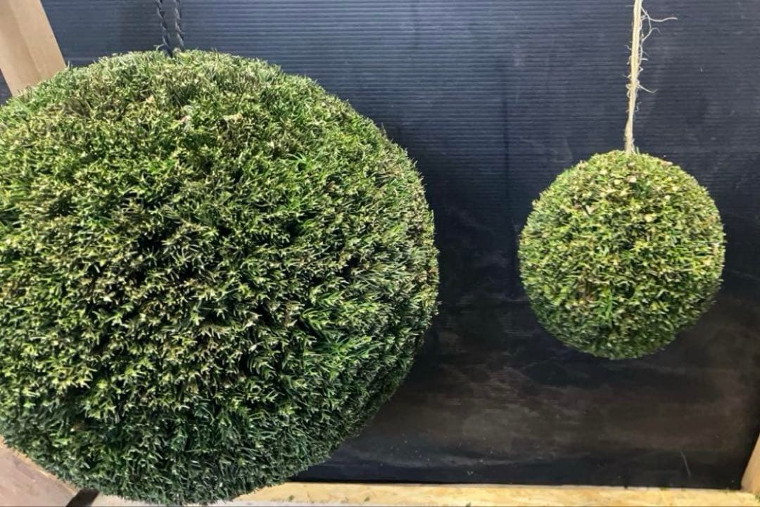 杉玉　約45センチ ワイヤーで‼️お客様ご注文品♪