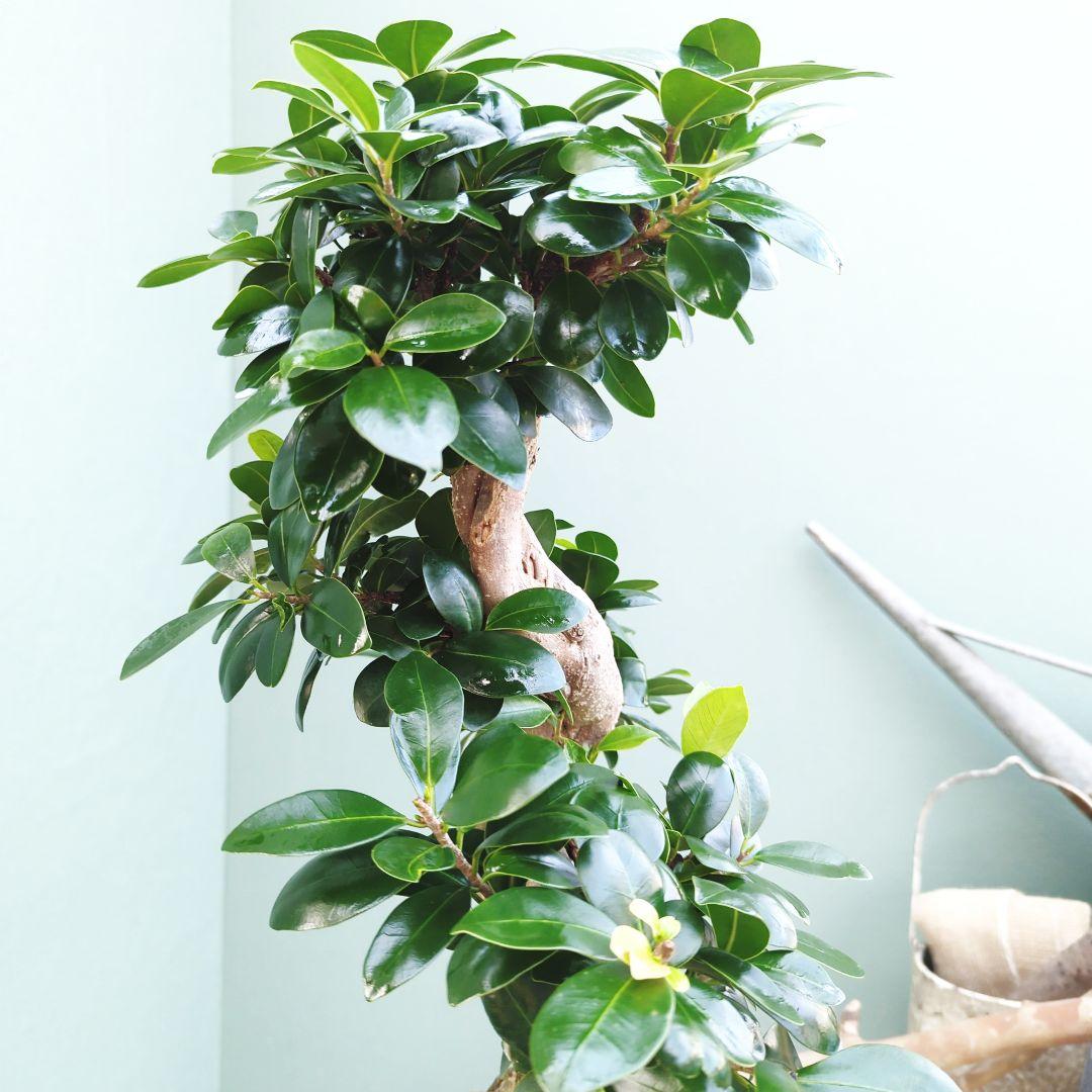 c63amg (現品)昇り龍 曲がり 根上８号