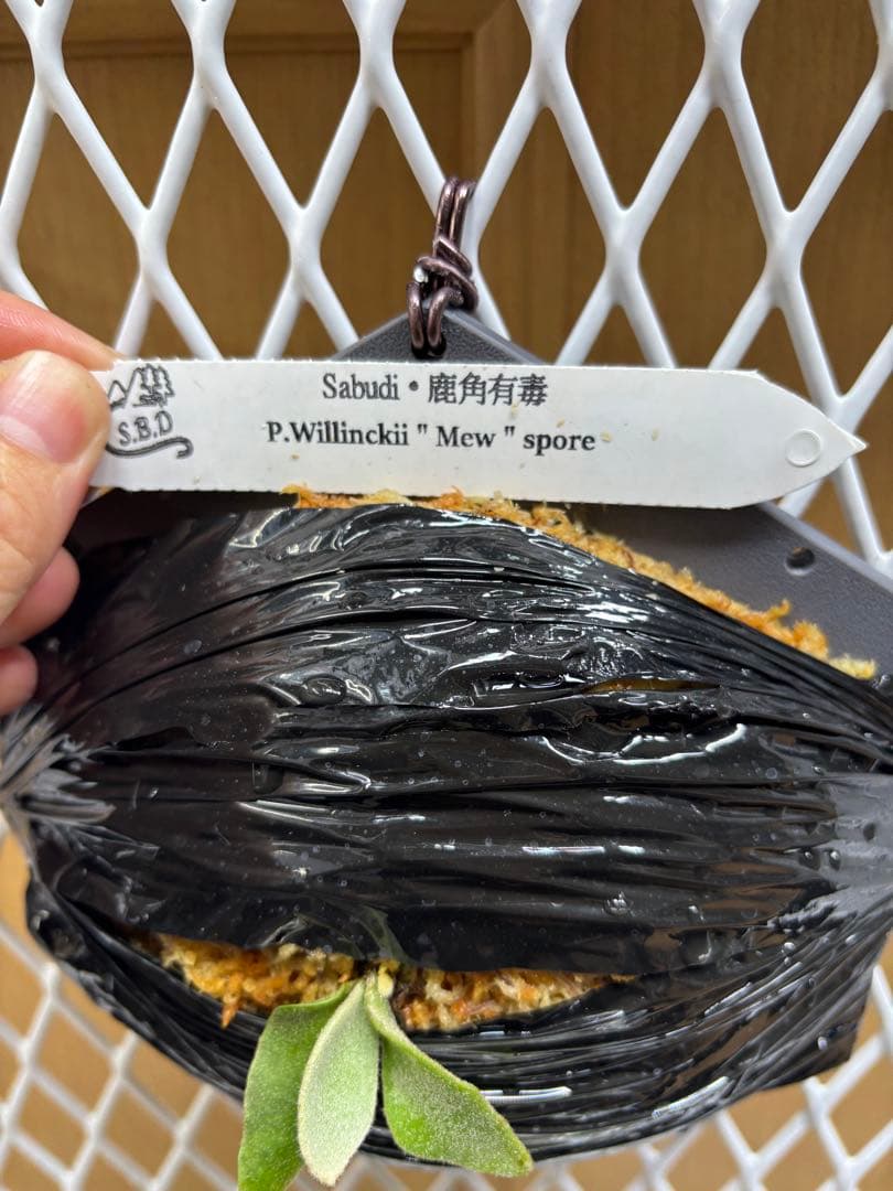 P.Willinckii ''Mew'' sporeling ドワーフ確定