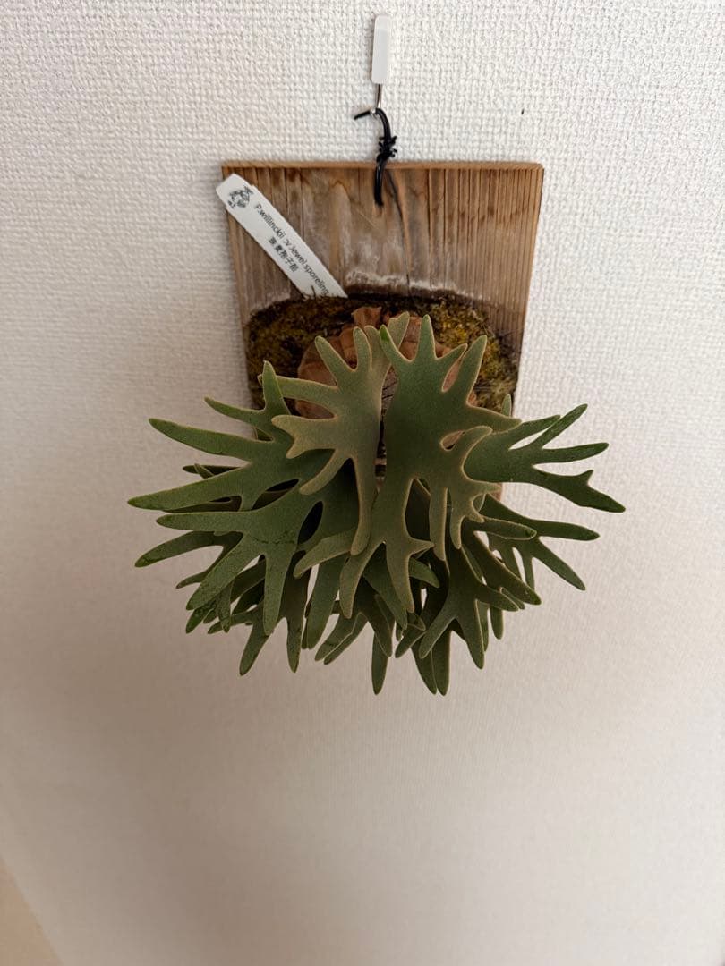 ビカクシダ P.willinckii 'Jewel' spore