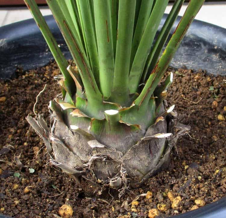 【現品】ダシリリオン・ロンギシマム　9号　E8番