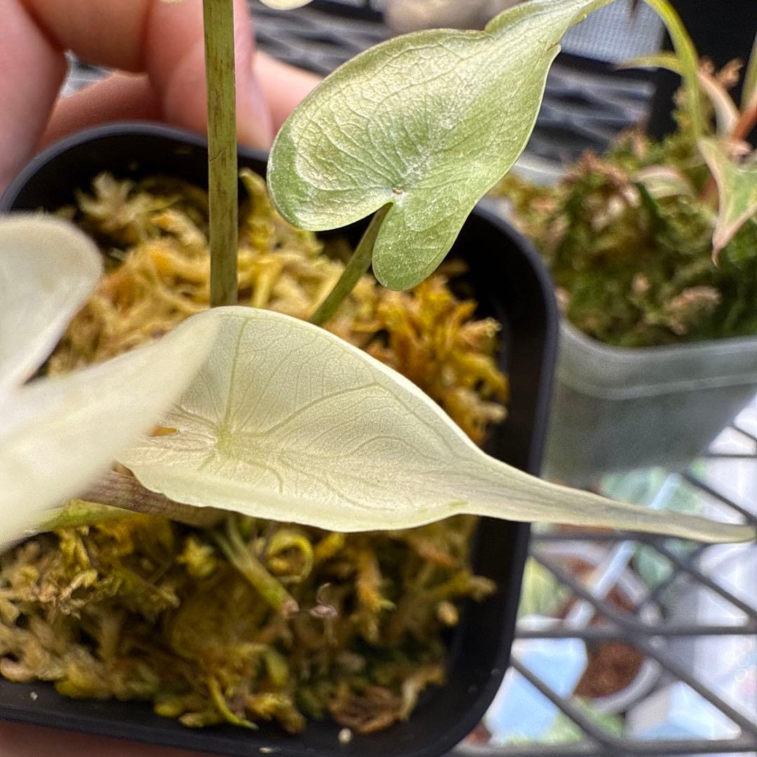 り*く様 格安 アロカシア スティングレイ アルボ