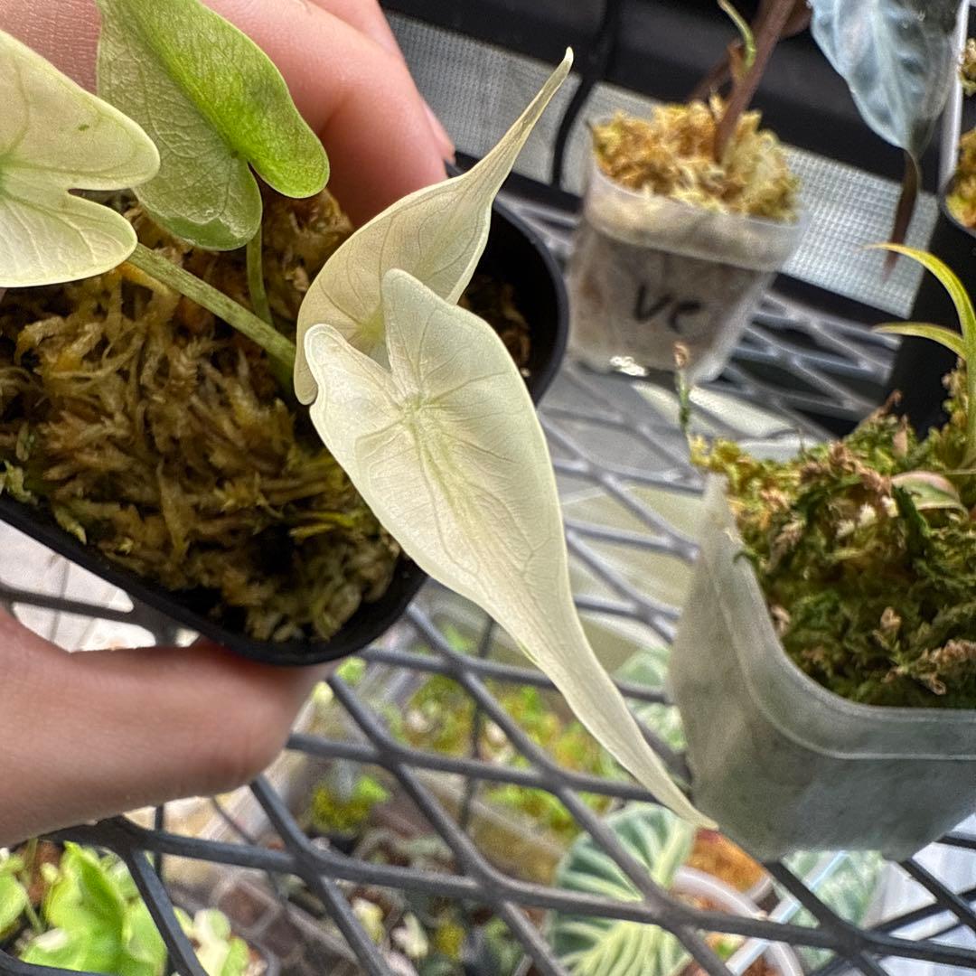 り*く様 格安 アロカシア スティングレイ アルボ