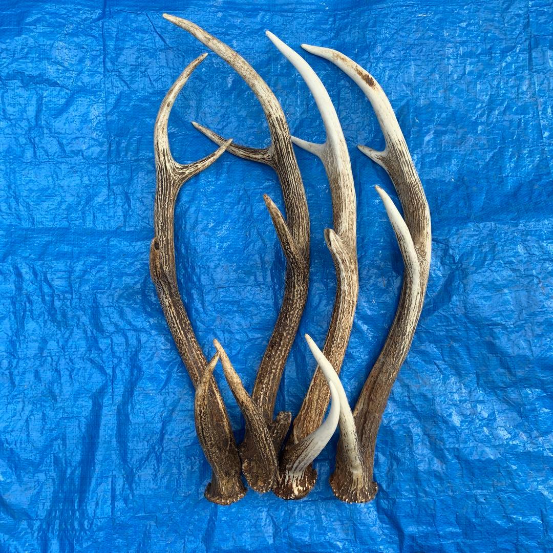 No.2055『鹿角4本セット』鹿の角　エゾ鹿　鹿角　蝦夷鹿