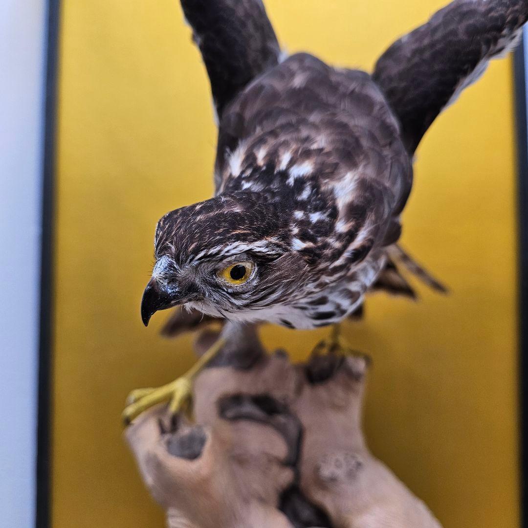 【きよ】鷹の剥製 ガラスケース付き