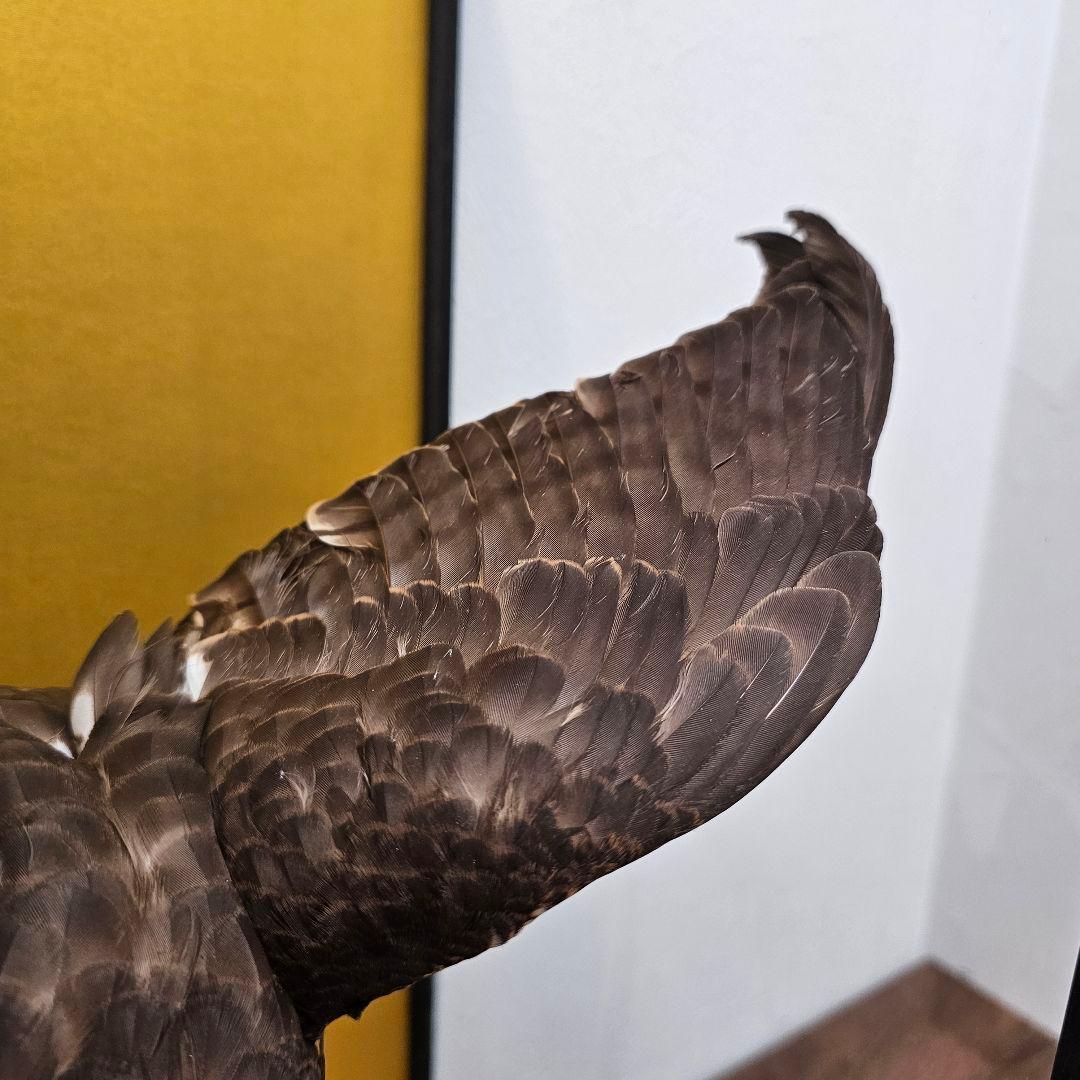 【きよ】鷹の剥製 ガラスケース付き