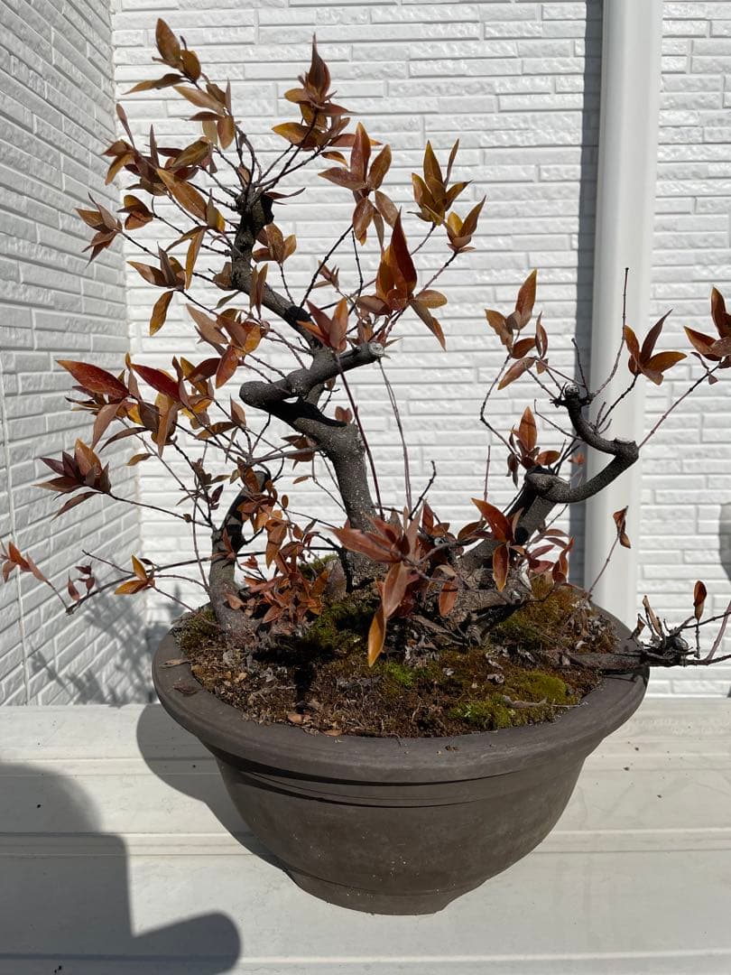 カロライナジャスミン　盆栽　樹齢30年以上