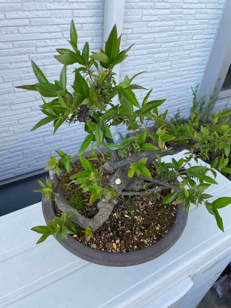 カロライナジャスミン　盆栽　樹齢30年以上