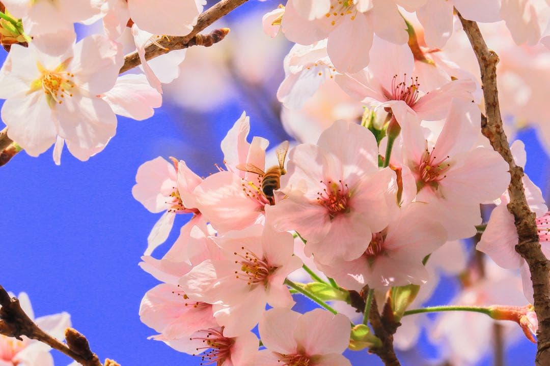 即撮影可！Canon Kiss X10本格フルセット