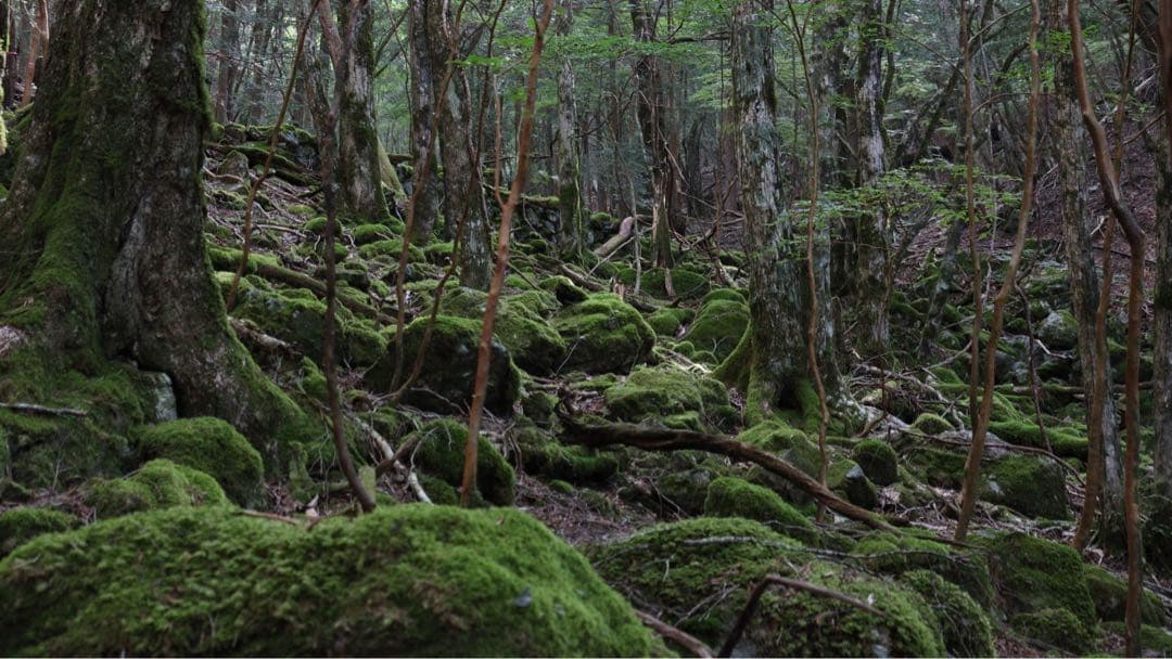 即撮影可！Canon Kiss X10本格フルセット