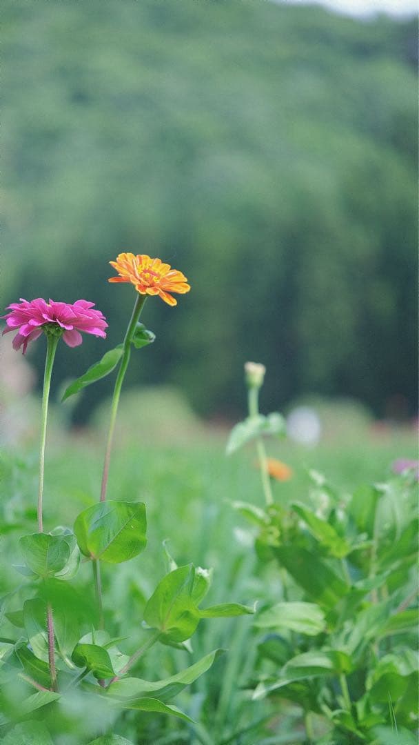 Tokina 100-300mm レンズ