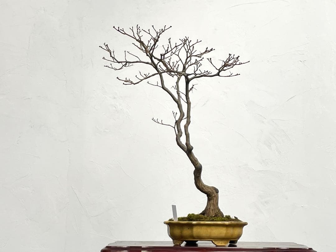 三河盆栽　京の舞　モミジ　盆栽　香峰　鉢