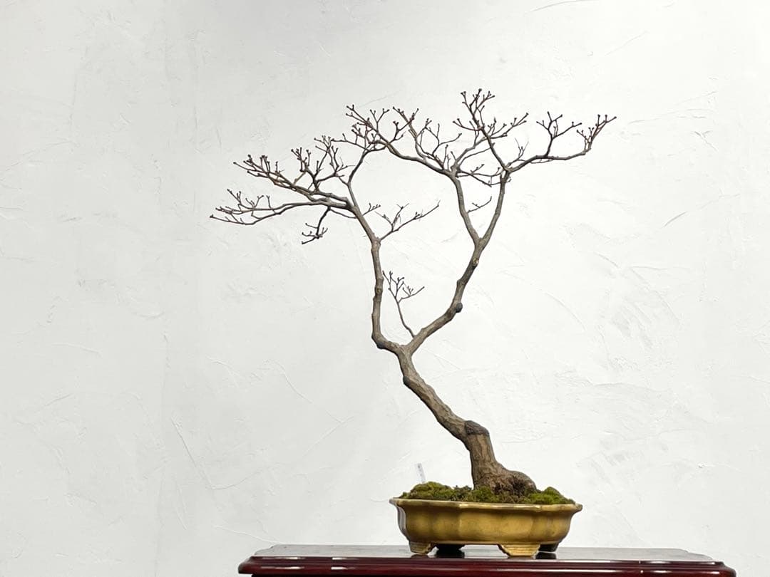 三河盆栽　京の舞　モミジ　盆栽　香峰　鉢