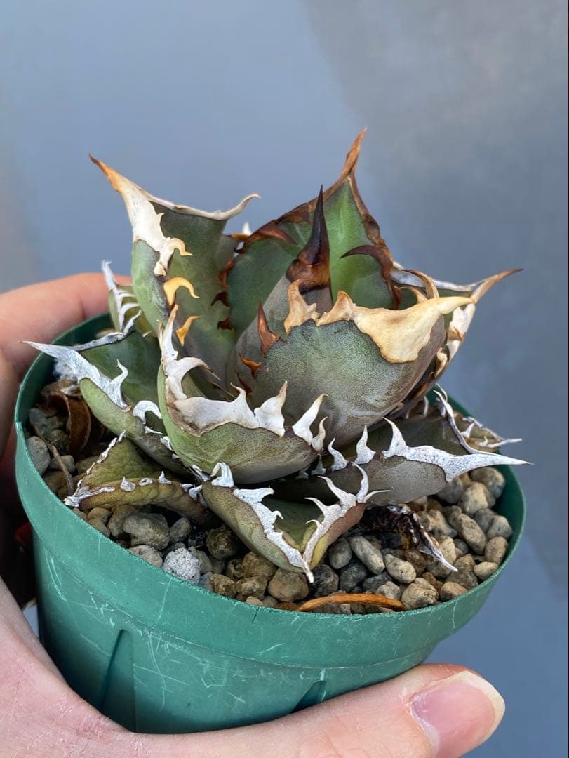 アガベ オテロイ 実生 74