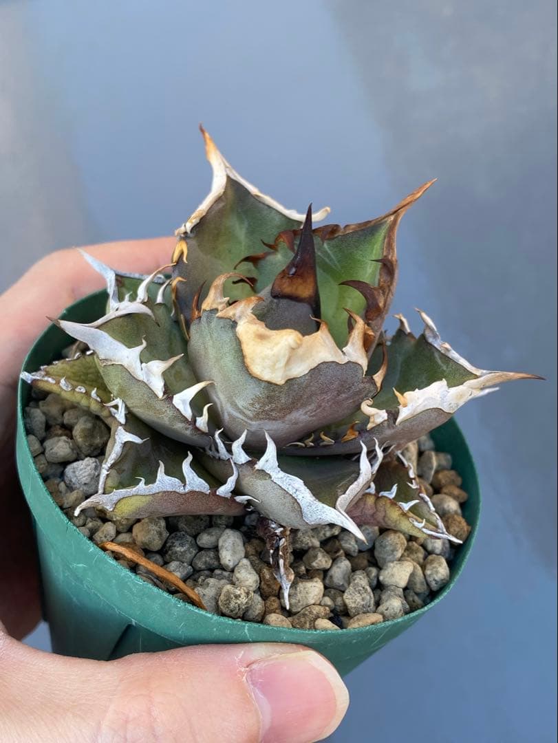 アガベ オテロイ 実生 74