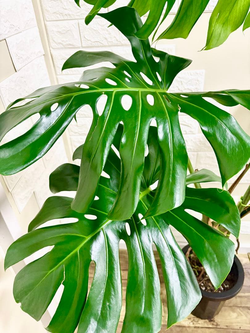 モンステラ⭐️根上がり⭐️特大サイズ　観葉植物