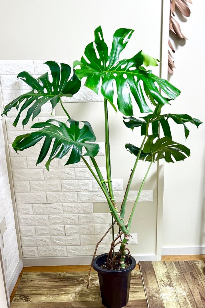 モンステラ⭐️根上がり⭐️特大サイズ　観葉植物