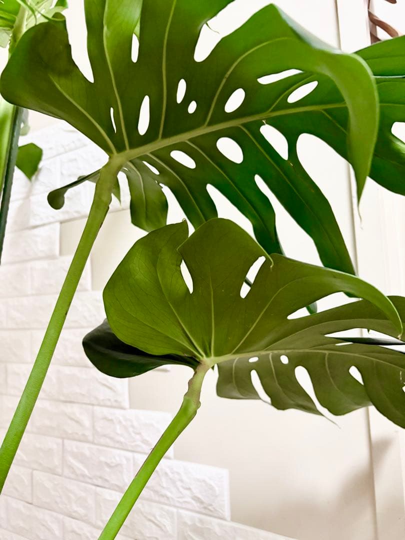 モンステラ⭐️根上がり⭐️特大サイズ　観葉植物