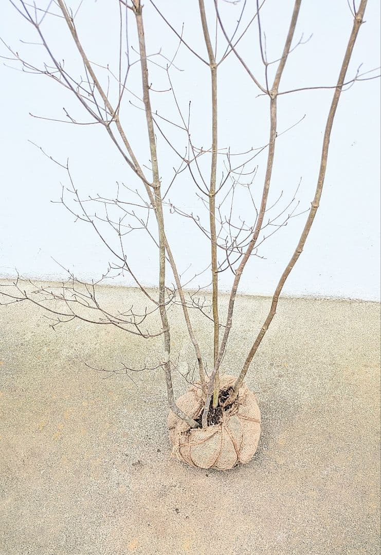 素性良好。山採りドウダンツツジ。