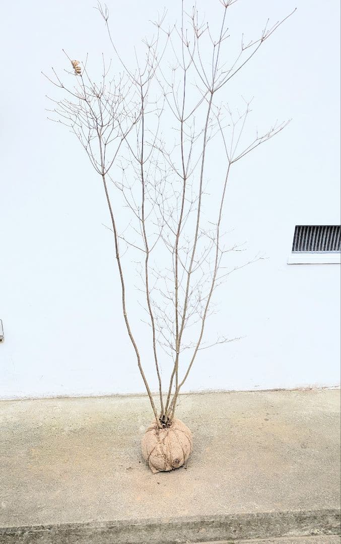 素性良好。山採りドウダンツツジ。