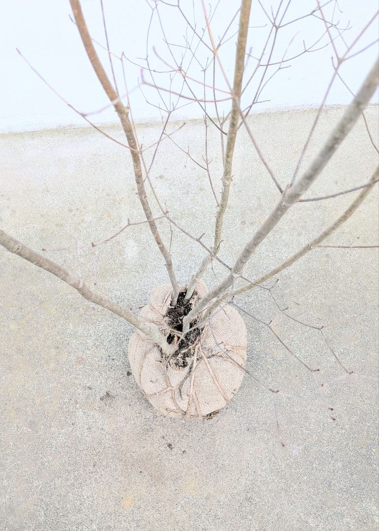 素性良好。山採りドウダンツツジ。