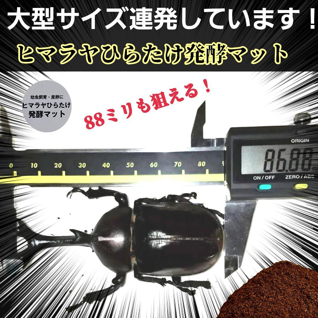 カブトムシの産卵に抜群！ヒマラヤひらたけ発酵マット【60L】雑虫がわきません！