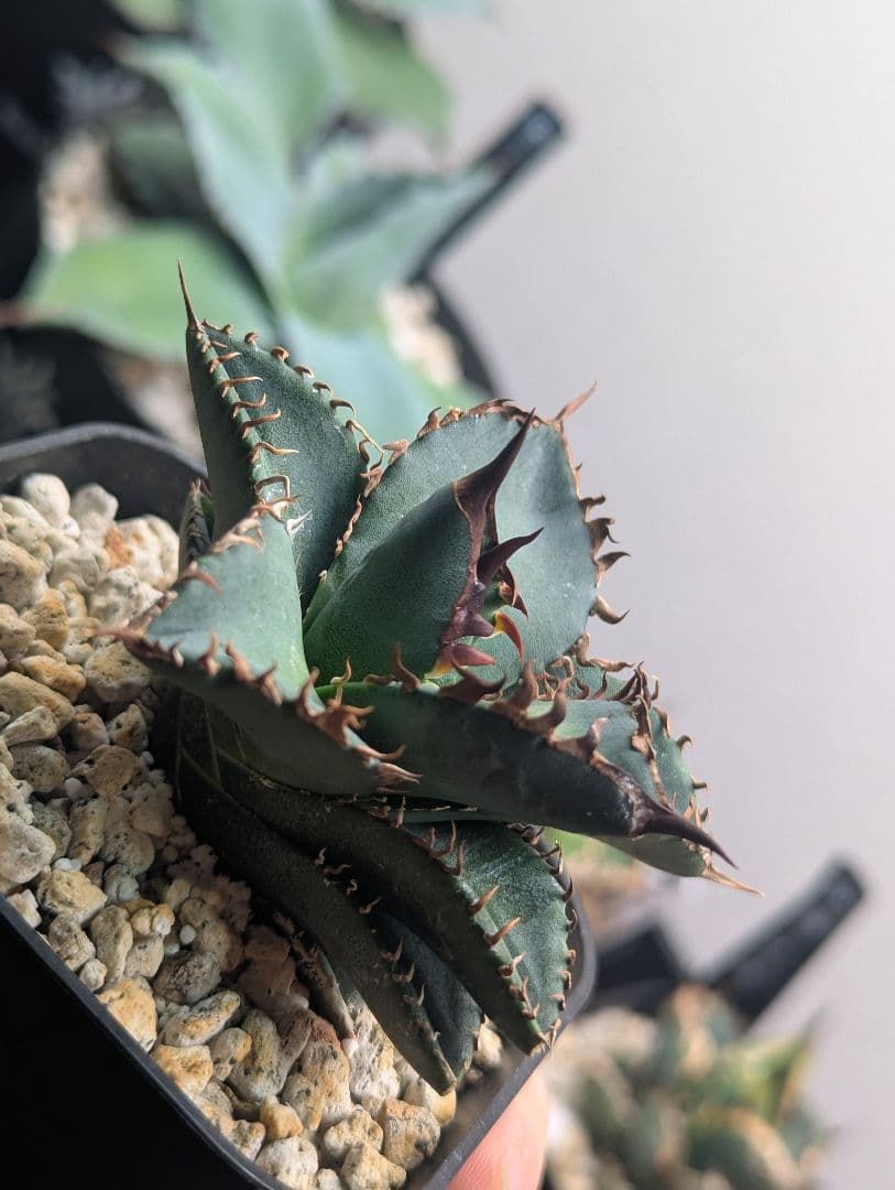 1株限定 オテロイ 現地球のOC子株 2、3又連棘系 発根活着済