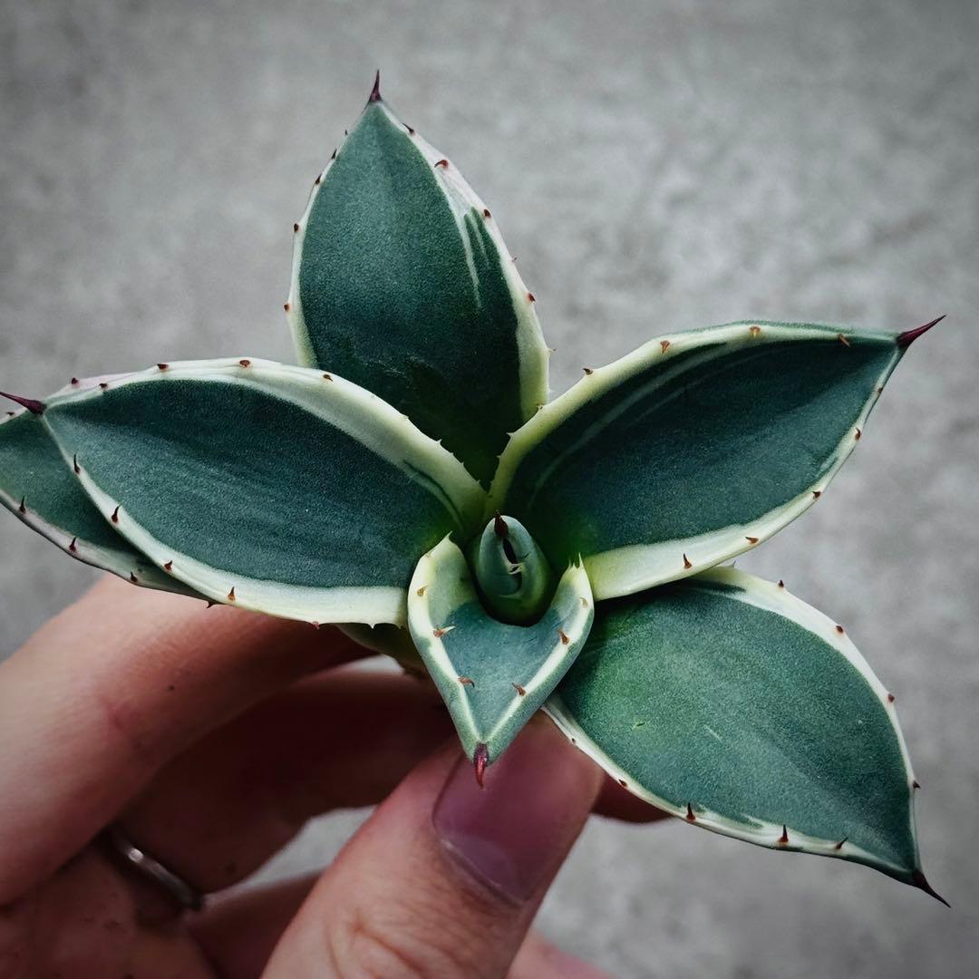 み*ん様 多肉植物・アガベ・吉祥天錦白腹輪・特選美株