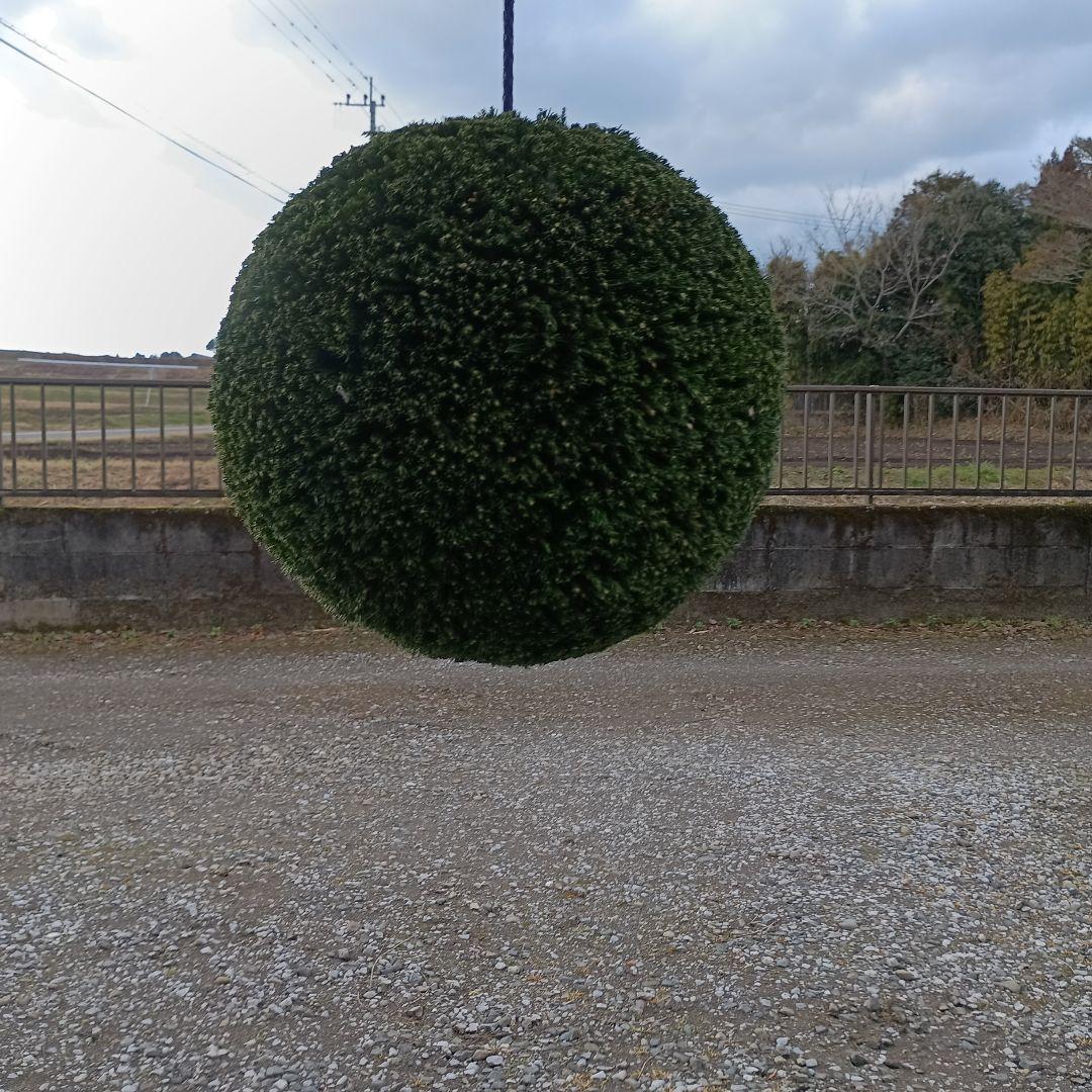 杉玉　直径約38ｃｍ 屋根なし