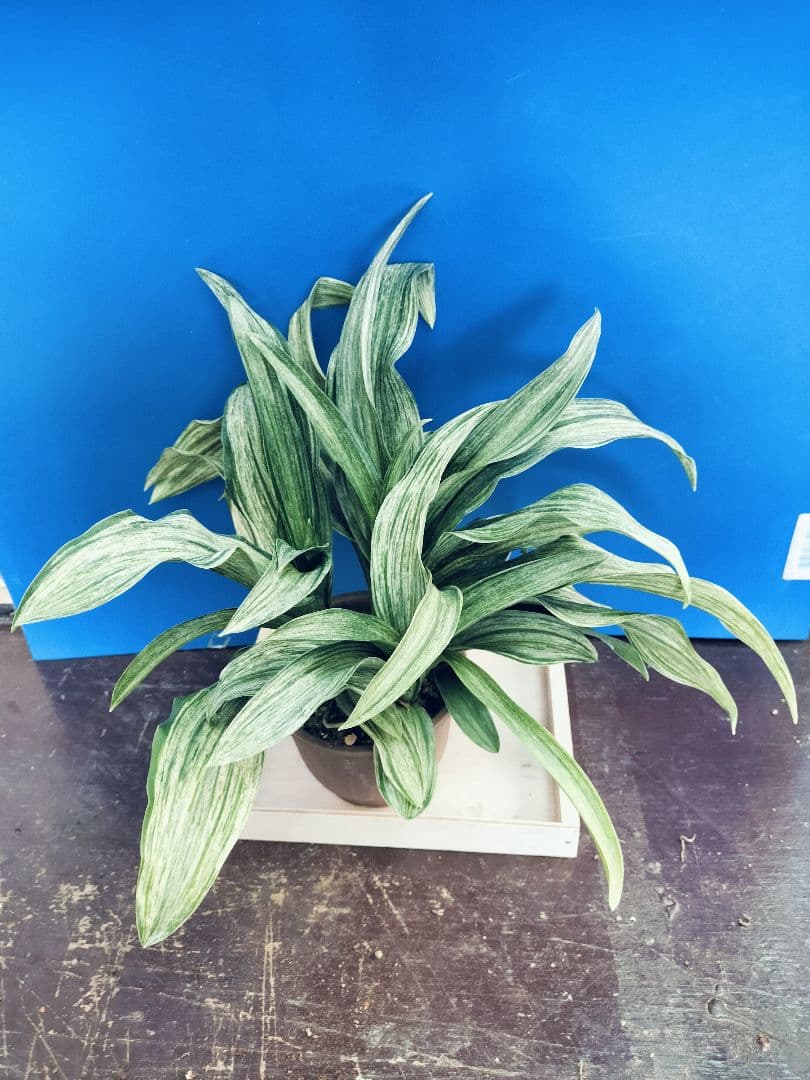 万年青 (根岸の松の実生) おもと 実生 ⑳