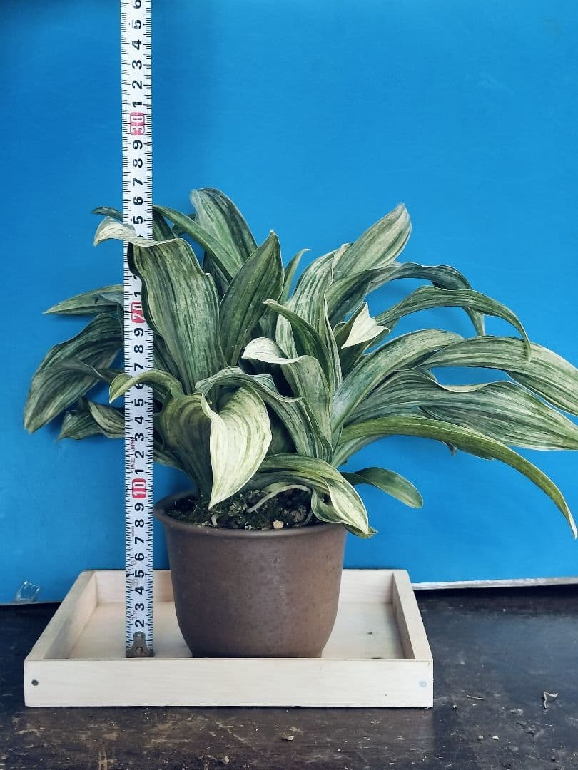 万年青 (根岸の松の実生) おもと 実生 ⑳