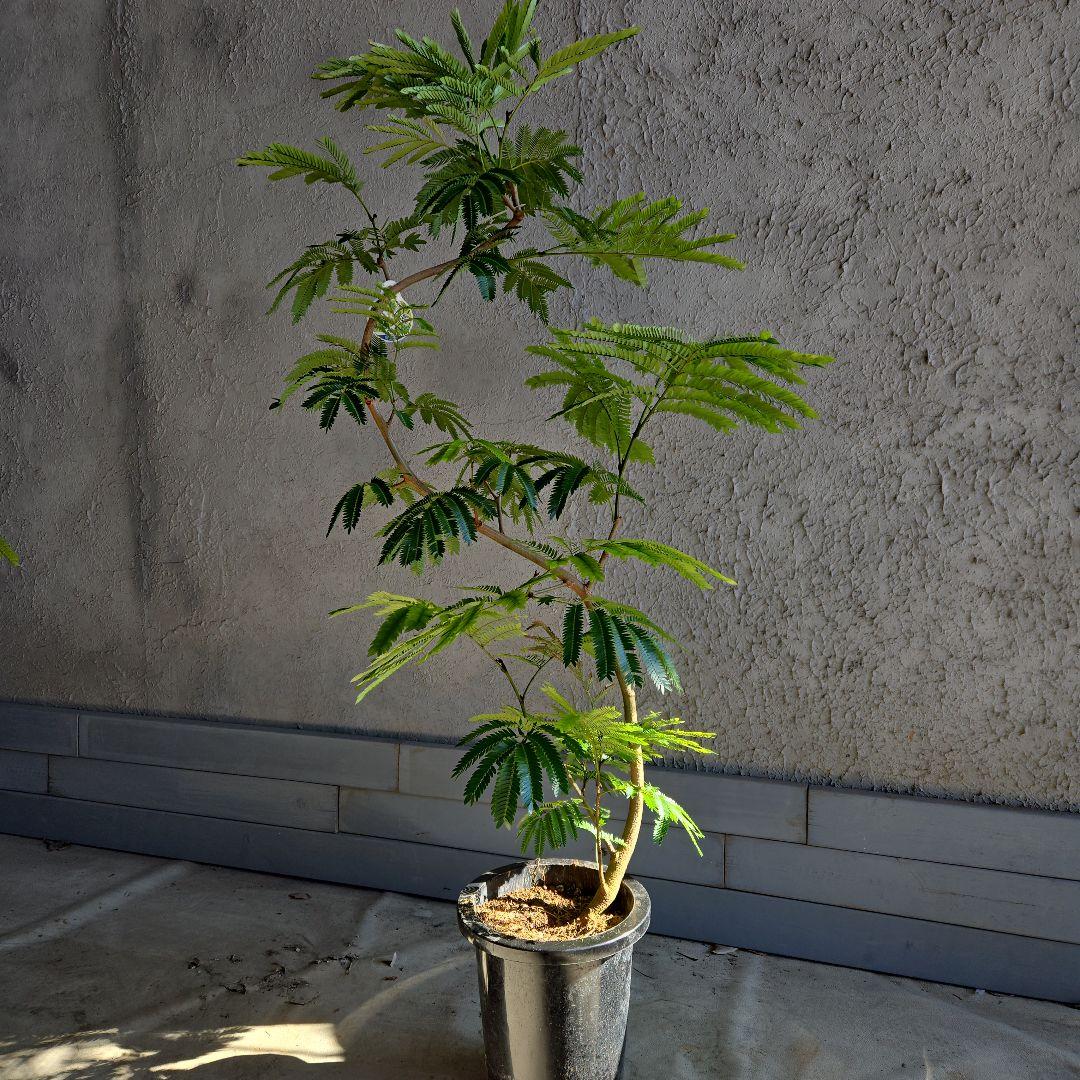 ⑪　エバーフレッシュ曲がり仕立て　8号特大苗木最高等級極上品‼️