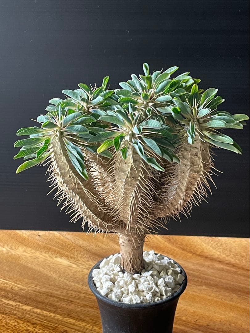 ユーフォルビア　ギラウミニアナ実生